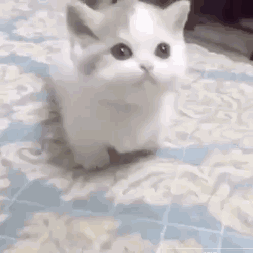 很多知乎猫咪使用喜欢自拍的图片?我的卡通搞笑用户表情图片