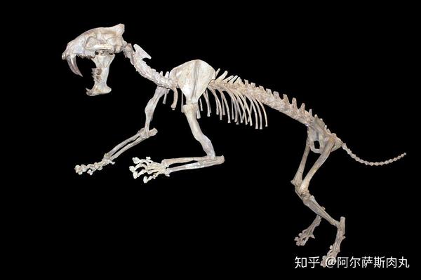 看上去和美洲豹骨骼较为接近的伪剑齿虎,它们四肢较短但却很粗壮.