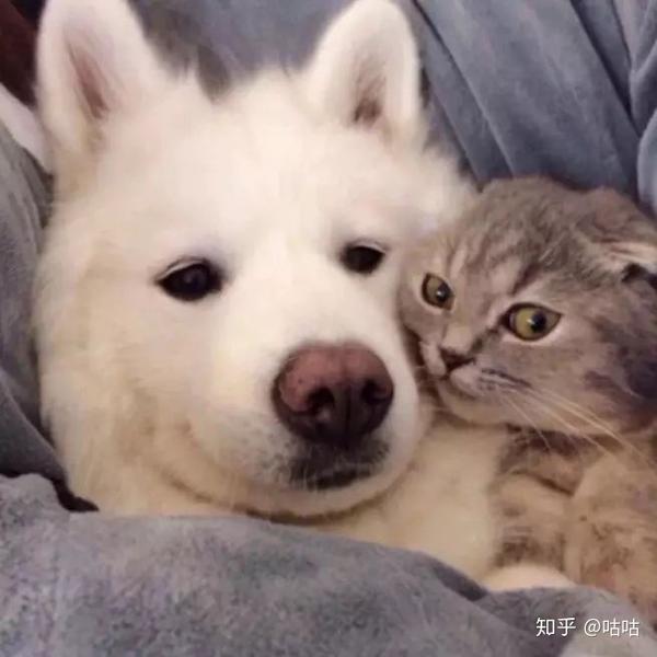 一只猫和一只狗的情侣头像?