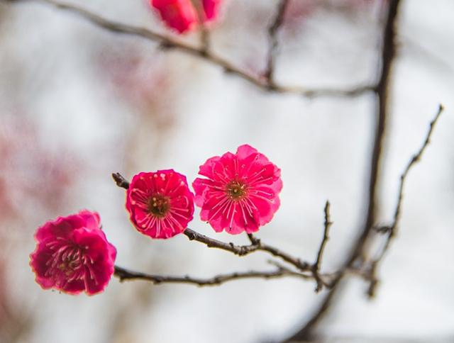 赞同了该文章   花色洁白,香气浓郁,花萼为绿色,是最有君子气质的梅花