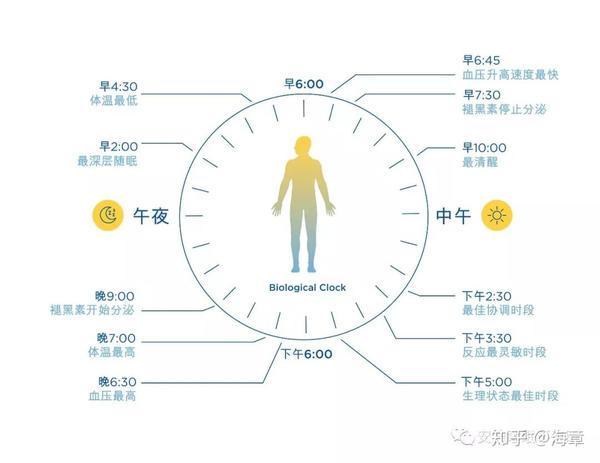 生物钟与昼夜节律我们体内的大管家整理