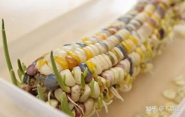 玉米棒子也能这么美?