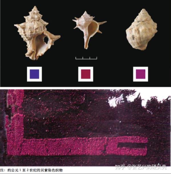 这些能够染紫的海生贝类俗称紫贝,而这种取自贝壳的天然紫色俗称贝紫.