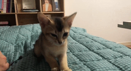 善良的男孩子,家里的另外两只猫都是收养的流浪猫 特别喜欢鲁尼因为
