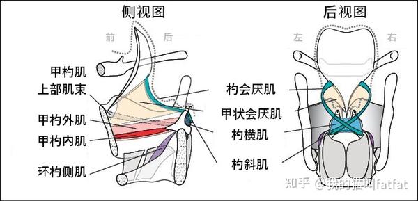 假声带 (false vocal fold)