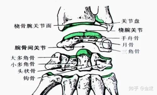 腕骨间关节由近端手舟骨,月骨,三角骨远端组成关节窝和远端大,小多角