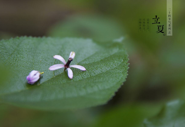 【二十四节气之立夏】抬头夏伊始 万物皆长大