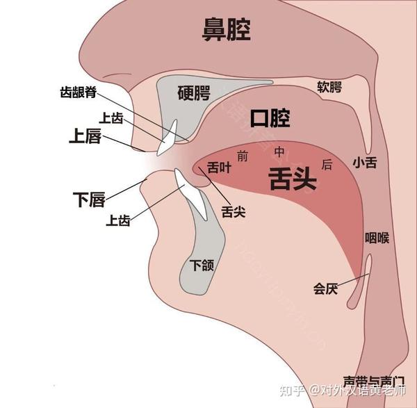 汉语声母发音部位和方法图解