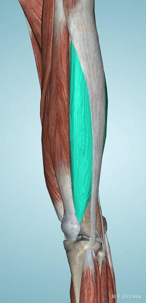 阔筋膜张肌起自髂前上棘汇合髂胫束止于胫骨外侧髁