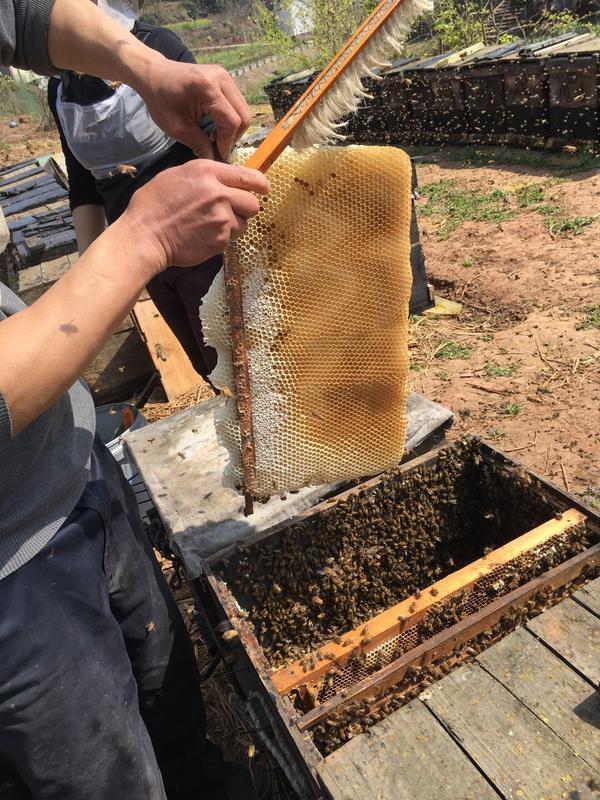 爸爸我这是再"打糖"时候,老虎扫那些蜂脾上平头正在.蜜蜂哥敢与面的斗吗图片