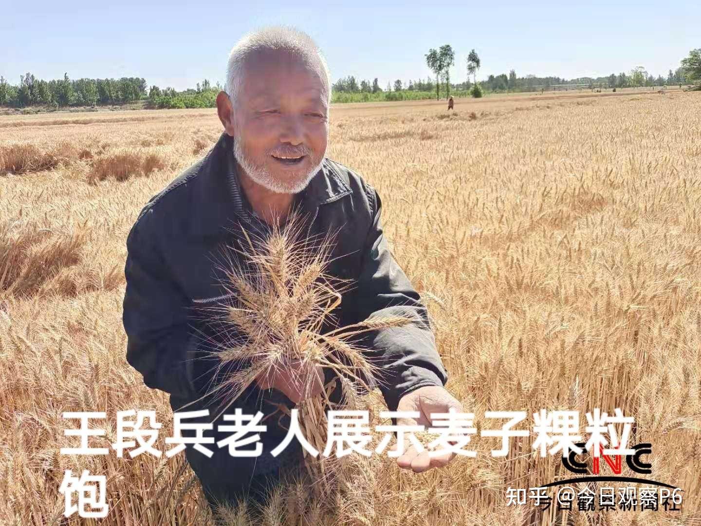 幸寨村老党员贺永志黄河大堤南北一片焦黄,千万亩良田又获大丰收,万滩