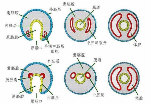 中胚层的形成