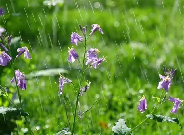 美文美图(周延锋):姑娘你是美丽的雨中花,雨停后更美的幸福花