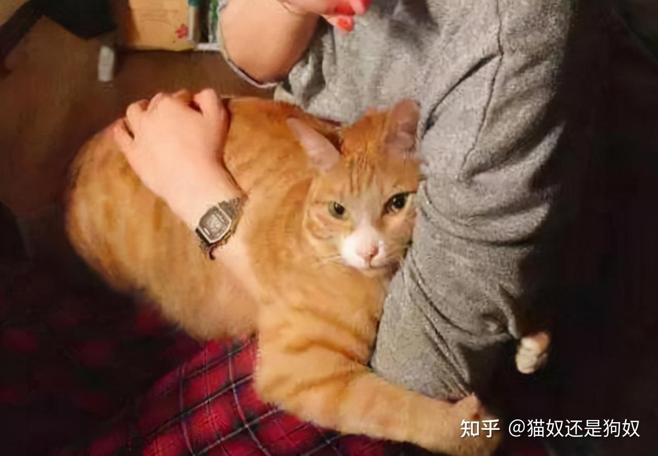 别怀疑了猫咪把你当妈妈有这些表现