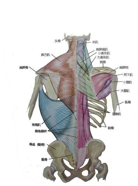 传统意义上翼状肩单纯指的是肩胛骨内缘向外张开,无法紧贴住胸壁的