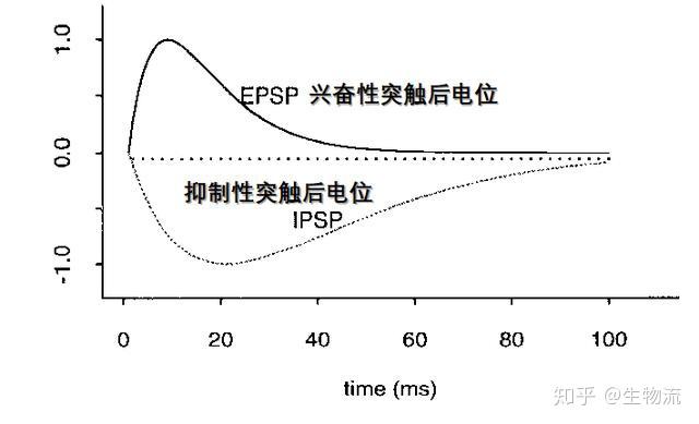 突触后电位时程可达几十毫秒