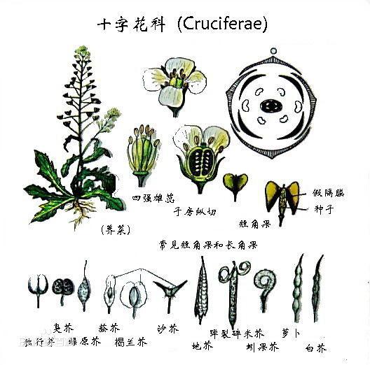 十字花科的秘境花园