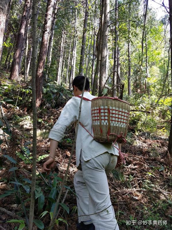 上山采药,为你养老 | 黄药师做好中医的最终目的