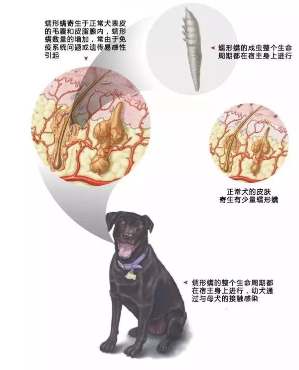 犬猫常见体外寄生虫