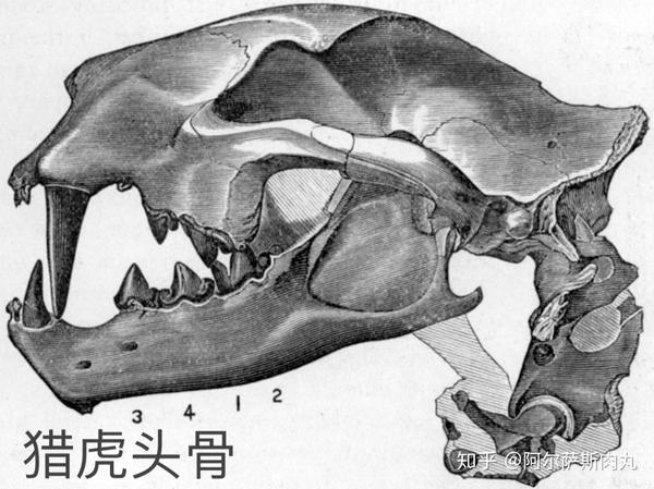 它们应该会采取和现代很多猫科动物一样的伏击战术对猎物进行偷袭