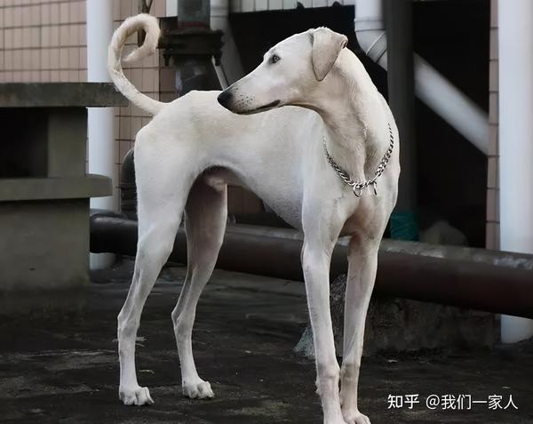 哮天犬—中国细犬,为何现在养的人越来越少?