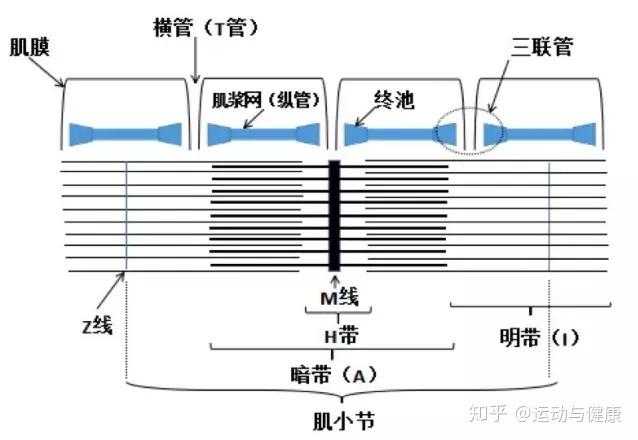 骨骼肌纤维和肌原纤维有什么区别