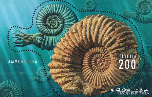 鹦鹉螺穿越5亿年的活化石祖先曾是海洋顶级王者