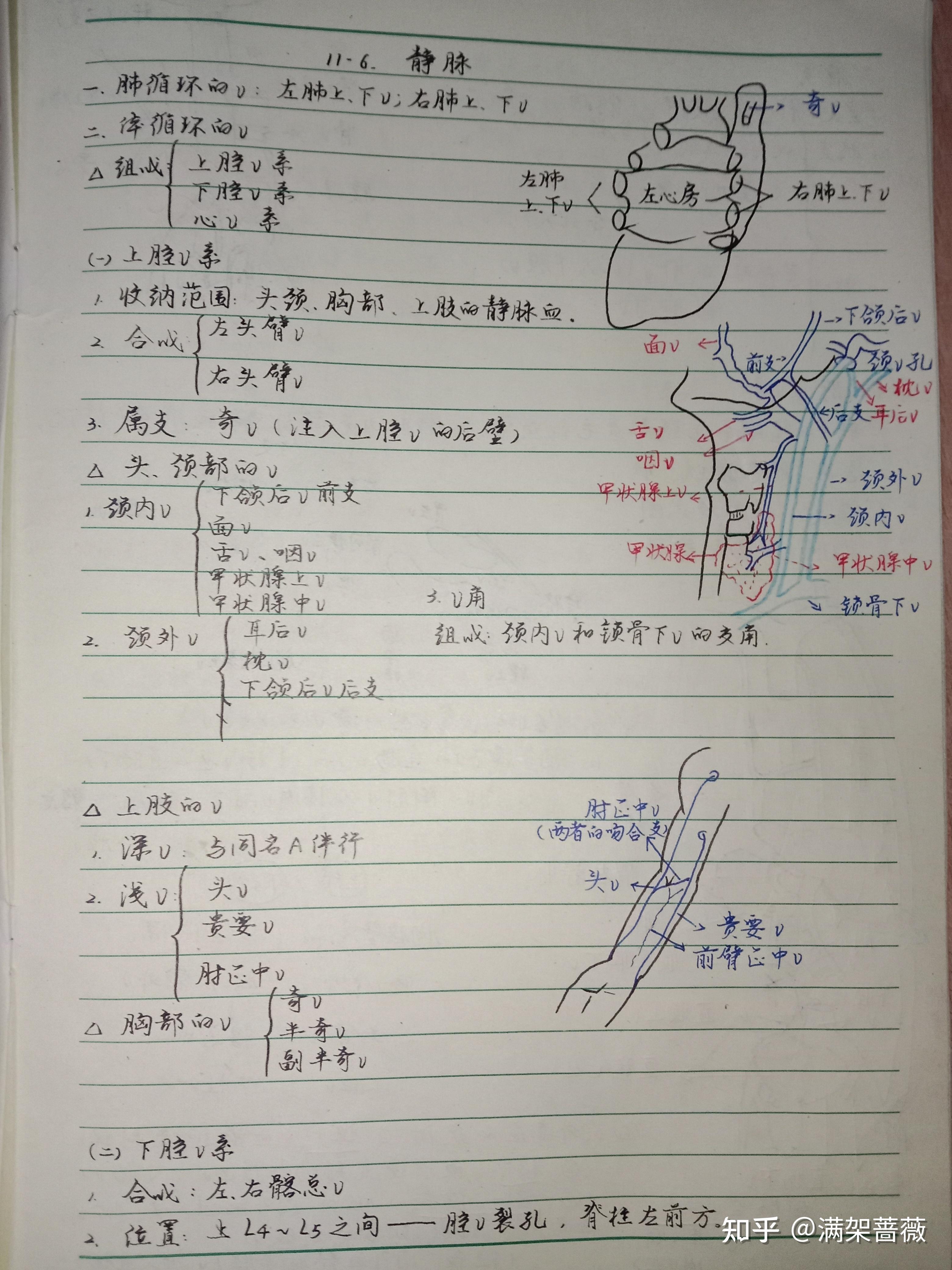 b站霍琨老师系统解剖学视频笔记静脉and淋巴系统