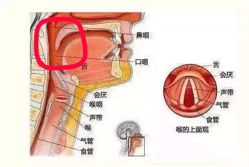 发混声非常重要的一步后咽壁训练