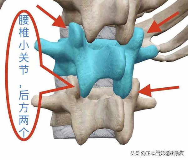 解剖结构: 腰部区域只有五节腰椎提供身体的支撑力,又位于身体的中间