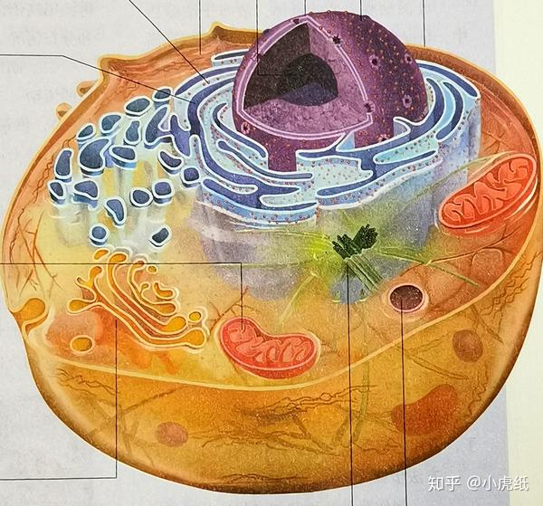 动物细胞亚显微结构示意图,图片源自人教版生物必修Ⅰ课本,2019版