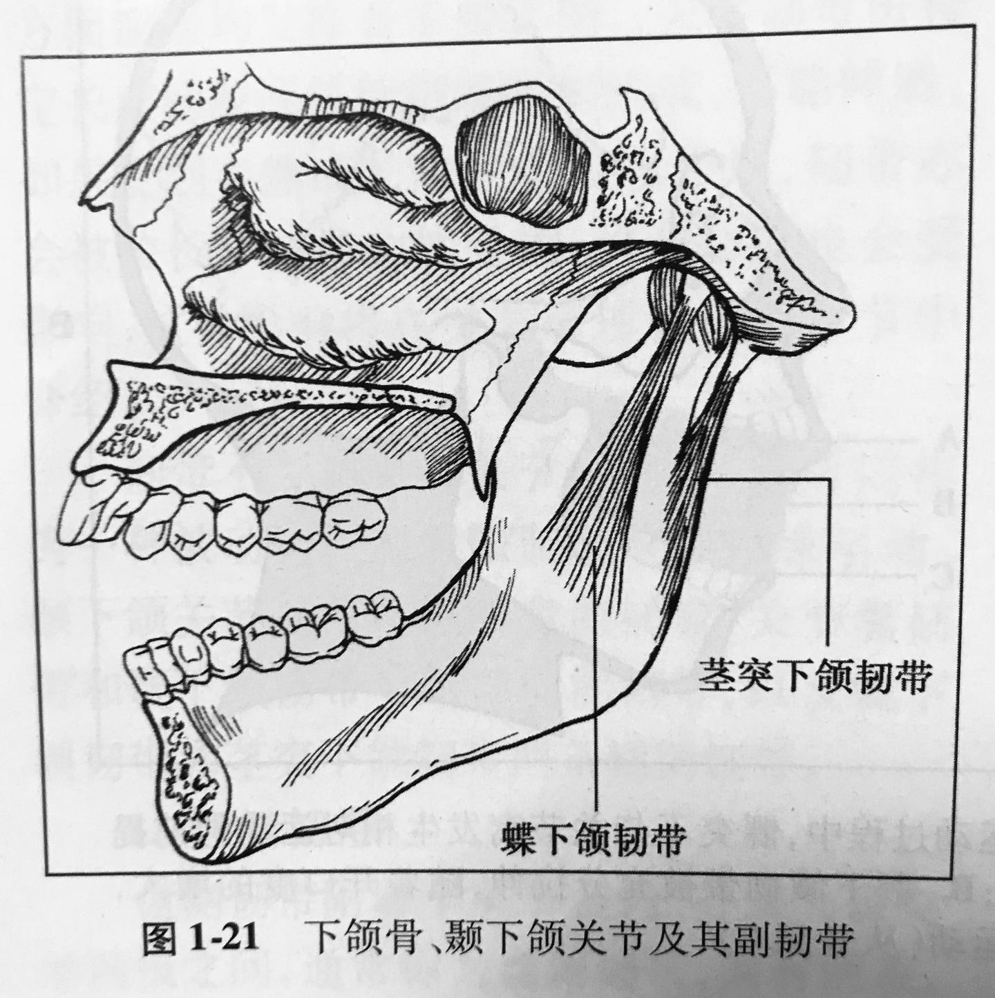 咀嚼系统的功能解剖——韧带