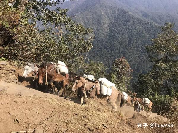 驮:把这匹驮(tuó 用背部承载人或物体)马上的驮子(duò zi 牲口驮 