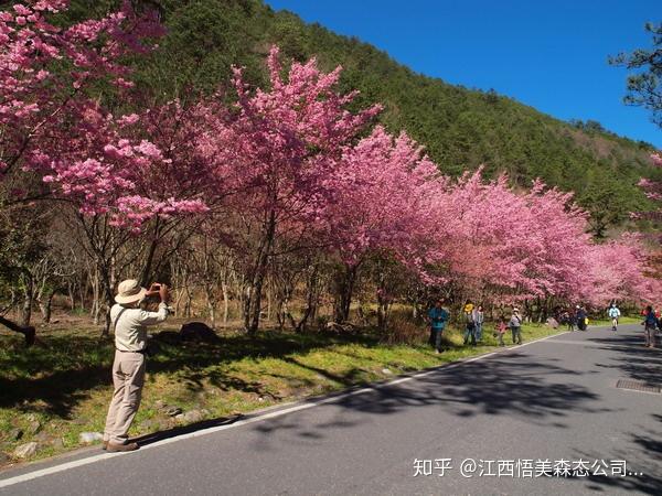 樱花品种四:红粉佳人樱识别要点及形态特征