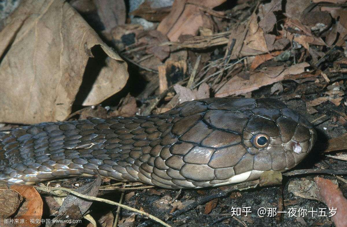 平头蛇与三角头蛇