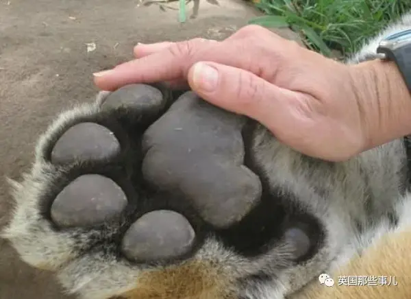 跟一名男性相比,老虎的爪子.看谁还敢说老虎是大猫咪的?