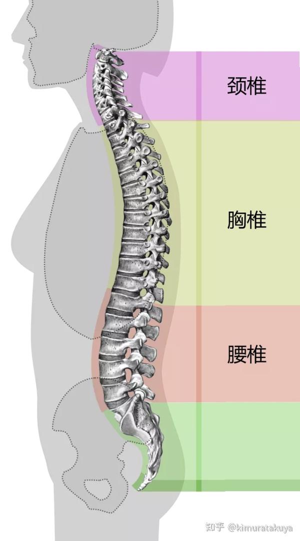 错误的坐姿有哪些