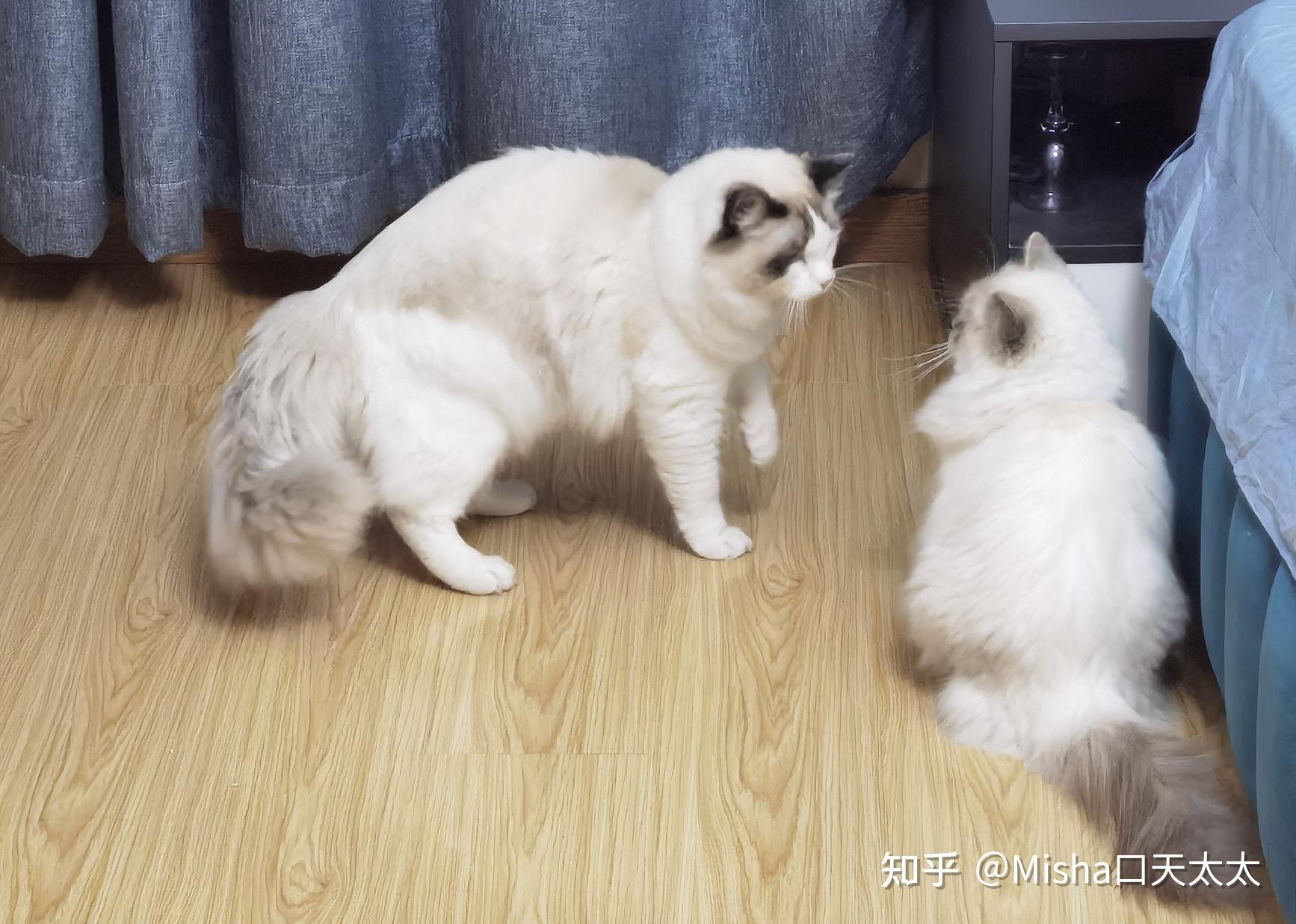 方案一 猫咪相亲