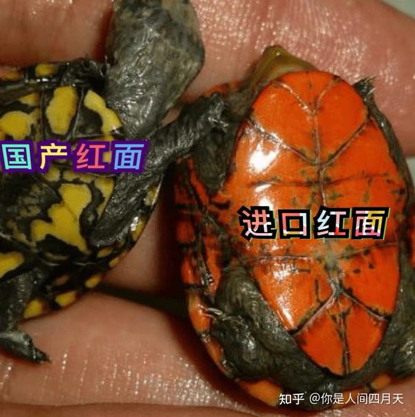 红面蛋龟 红面的发色和培育