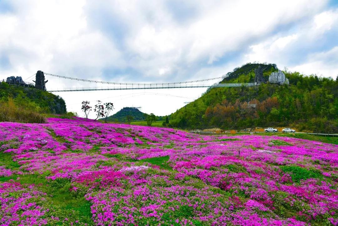 彝山花谷坐标:毕节百里杜鹃鹏程管理区东北面启化村 景区票价: ①门票
