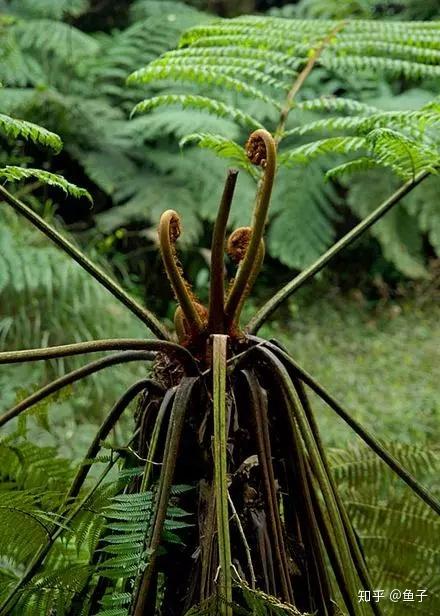 濒危植物欣赏:桫椤(蛇木)