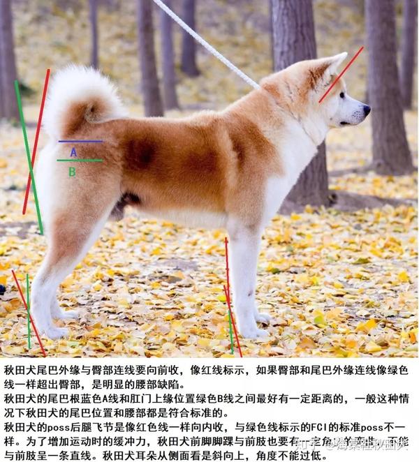 关于秋田犬的标准,大家可以多看看秋保比赛中的照片,多比较,找出不同