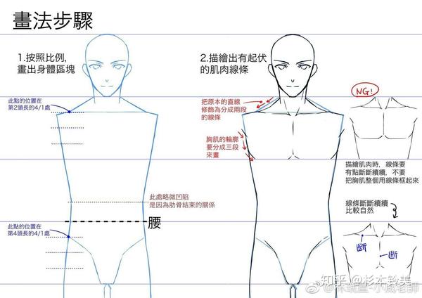 动漫人物躯干——腹部怎么画?