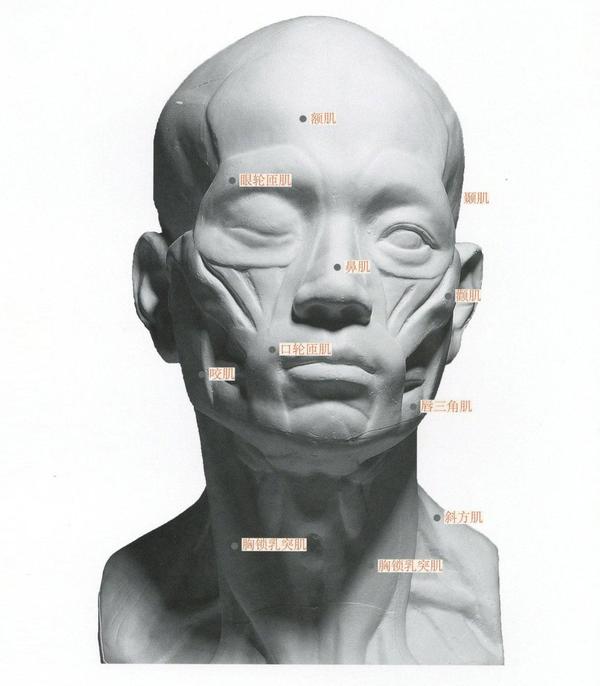 【头部结构】头部骨骼与肌肉讲解