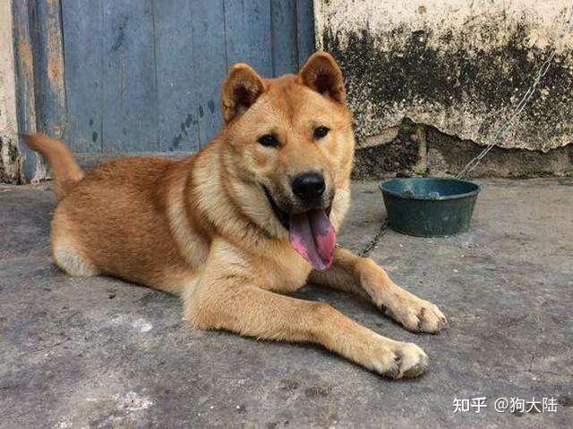 中华田园犬