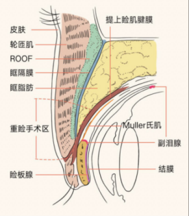 上睑提肌丨眼部整形系列科普第一篇