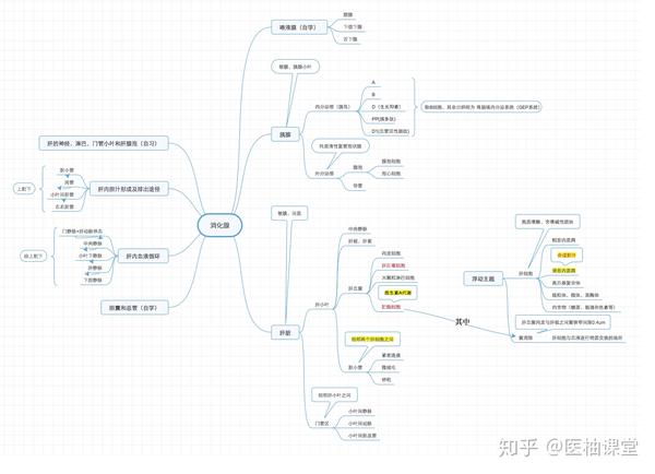 组织学与胚胎学 思维导图分享