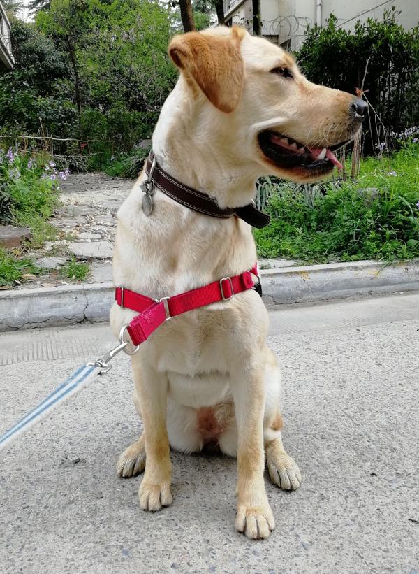 淘宝天猫都有,狗友说最便宜时候八十来块,我买的时候是一百块钱.