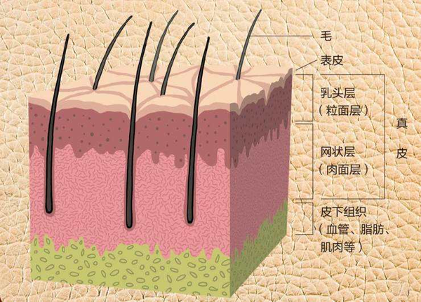 从生物学的角度讲,我们使用的牛皮,其实是皮下组织往上的真皮层和表皮