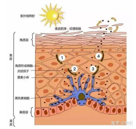 黑色素细胞存在表皮基底层细胞之间   在每个人体内都有原始黑素细胞